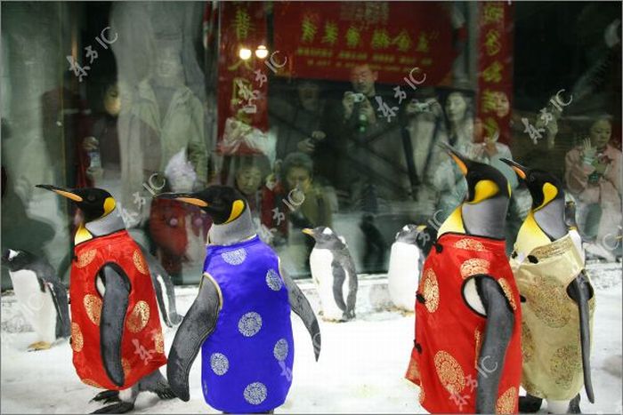 Пингвины празднуют китайский Новый год (8 фото)