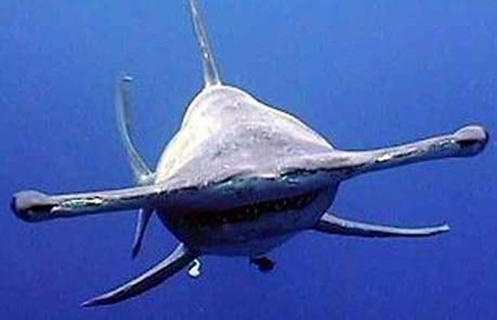 Самые странные акулы в мире (19 фото)