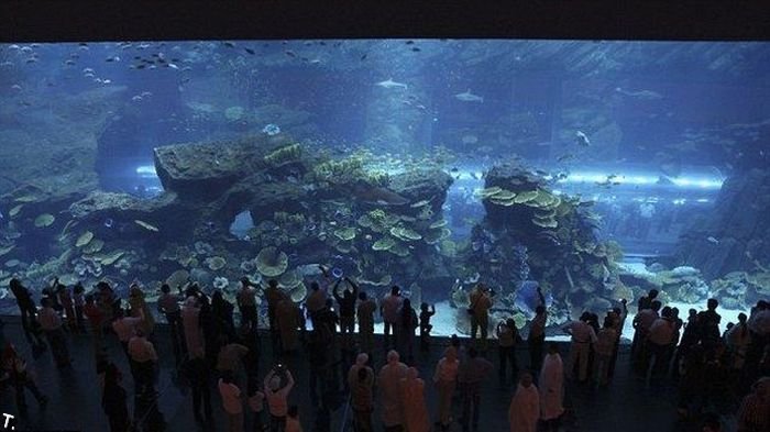 Дубайский аквариум дал течь (14 фото + видео)