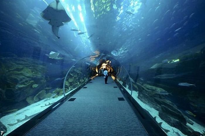Дубайский аквариум дал течь (14 фото + видео)