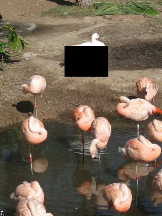 Утка, которая живет с фламинго (2 фото)