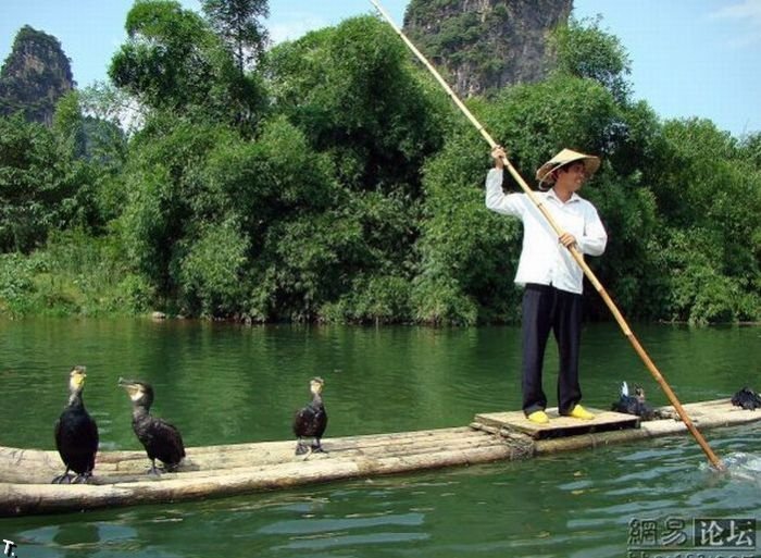 Рыбалка с помощью птиц (10 фото)