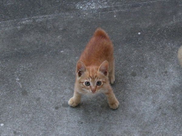Классные фотографии котов (53 фото)