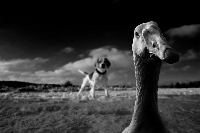 Классные фотографии с животными (72 фото)