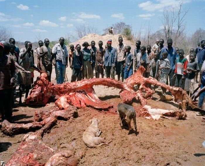В Зимбабве нашли мертвого слона... (9 фото)