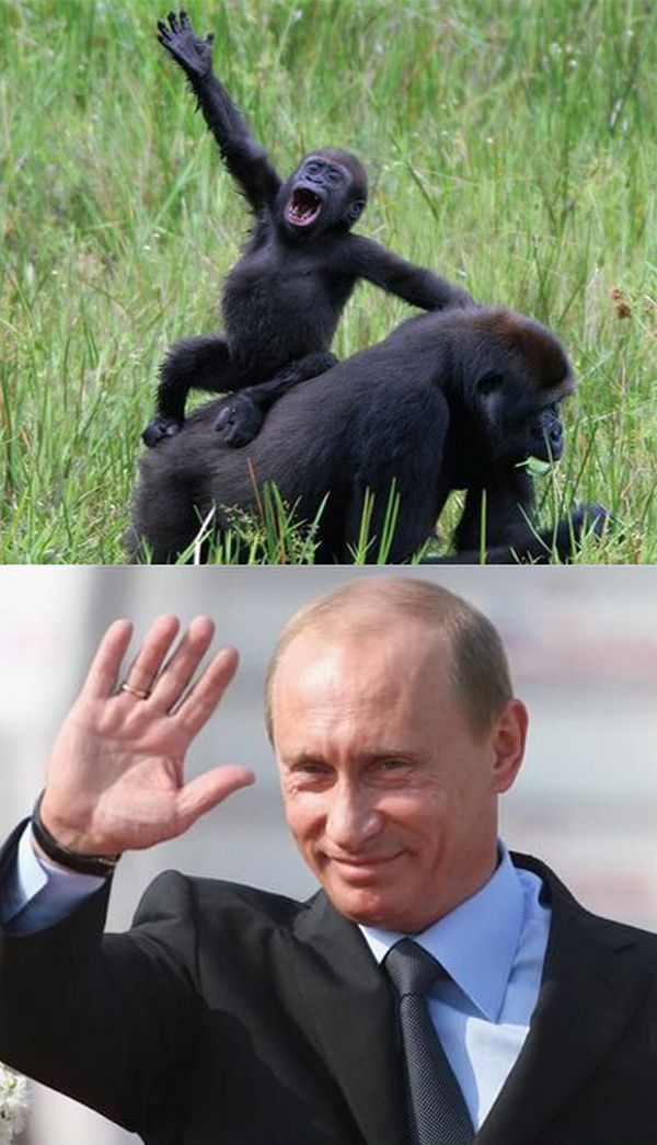 Привет, Путин (20 фото)