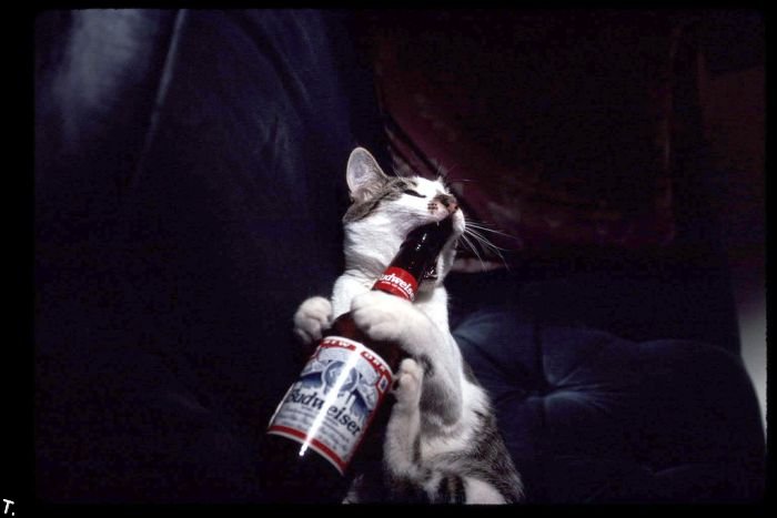 Коты, которые любят пиво (25 фото)
