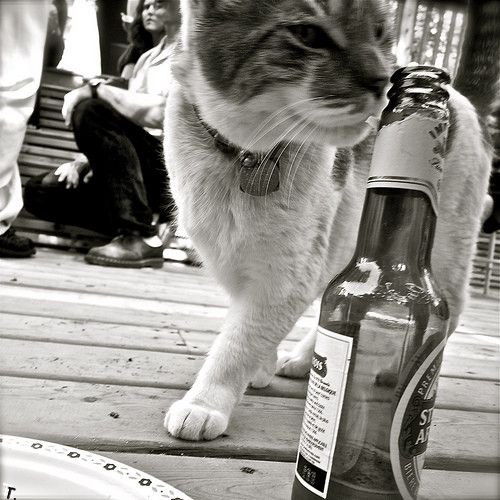 Коты, которые любят пиво (25 фото)