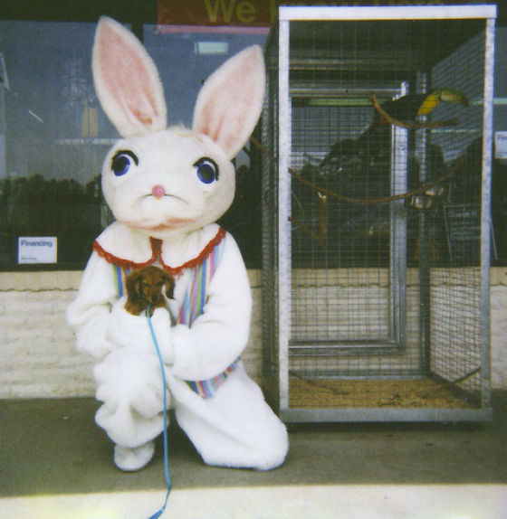 Смешные кролики (69 фото)