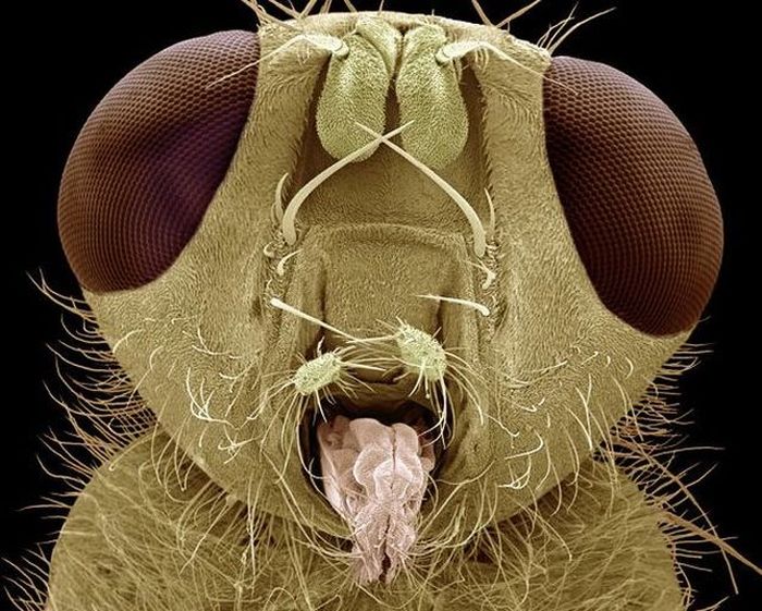Что можно увидеть через электро-микроскоп (12 фото)