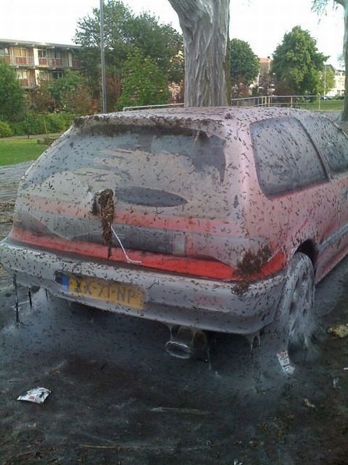 Худшее, что может случиться с вашей машиной (5 фото)