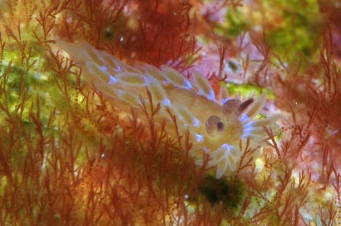 Красивые морские слизняки (31 фото)