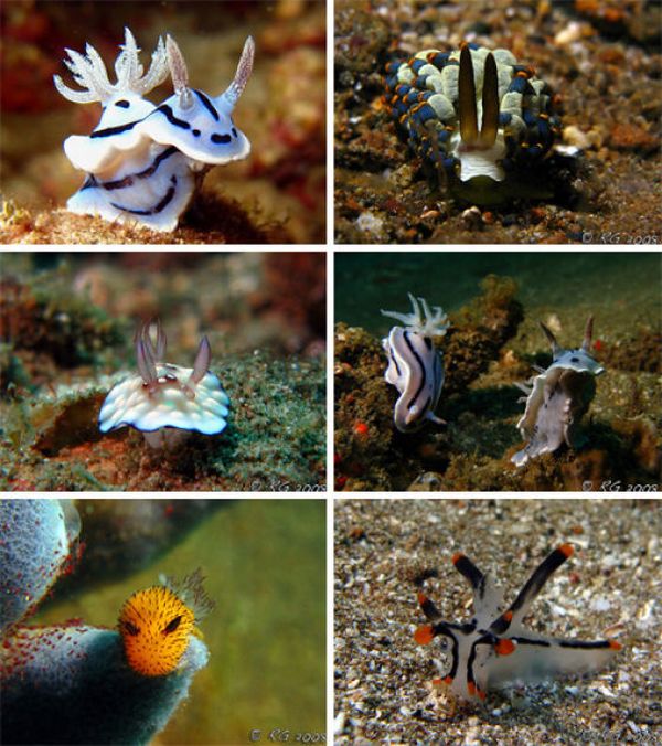 Красивые морские слизняки (31 фото)