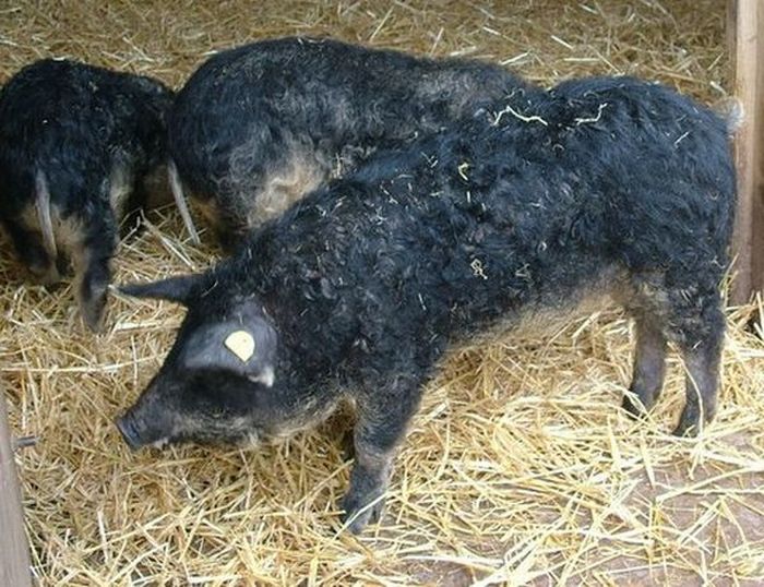 Овечки-свиньи из Аргентины (9 фото)
