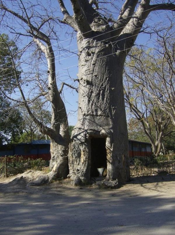 Полезное дерево (4 фото)