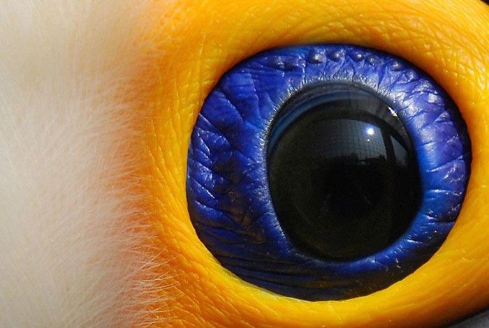 Глаза животных (12 фото)