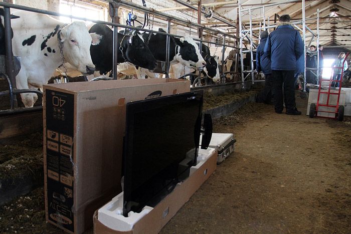 Телевизоры для коров (22 фото)
