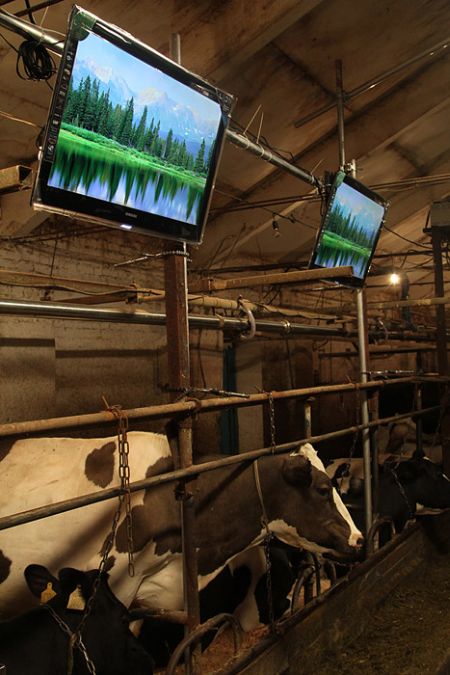 Телевизоры для коров (22 фото)