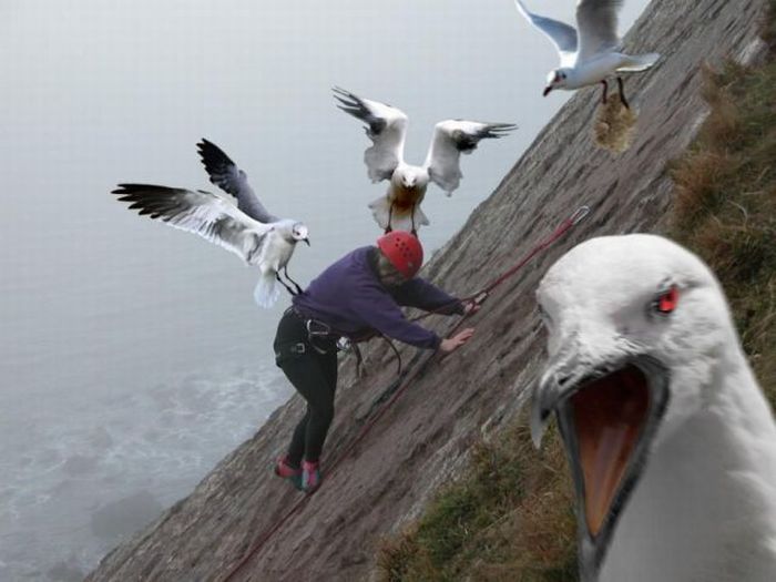 Когда нападают птицы (47 фото)