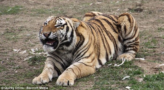 Сибирский тигр чуть не съел акробата (4 фото)