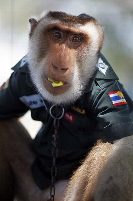 Макака-полицейский в Таиланде (9 фото)