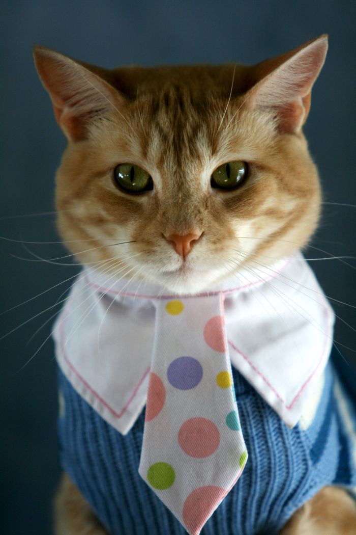 Рыжий кот в галстуке