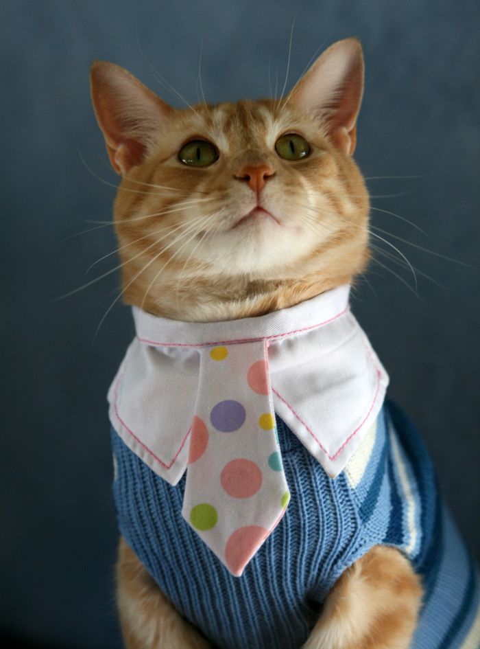 Кот с галстуком бабочкой
