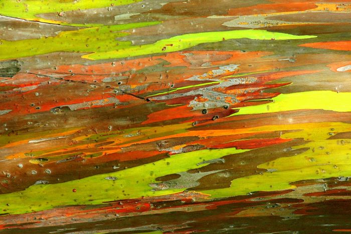 Радужный эвкалипт (7 фото)