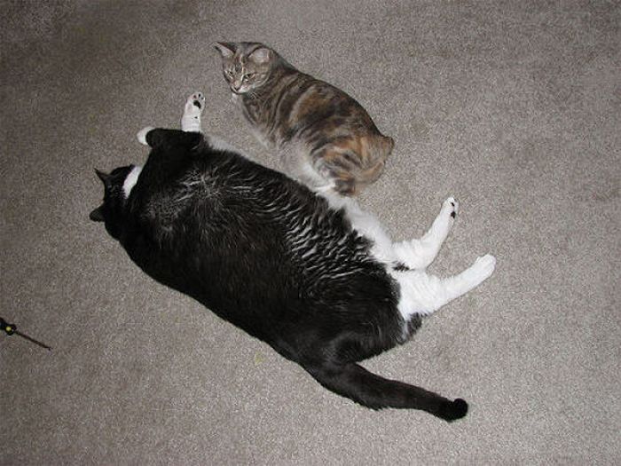 Толстые коты (62 фото)