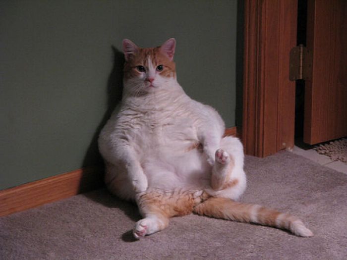 Толстые коты (62 фото)
