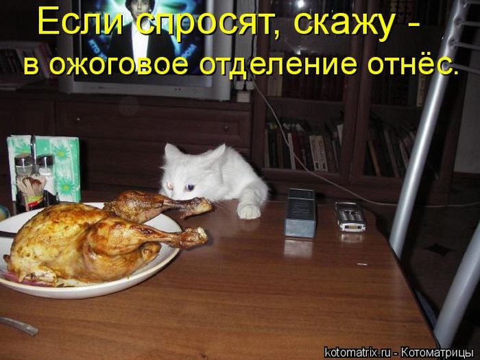 Хочется есть но не знаю что. Кот обедает. Прикольные открытки поесть на вечер. Кот хочет кушать. Кошка хочет кушать.