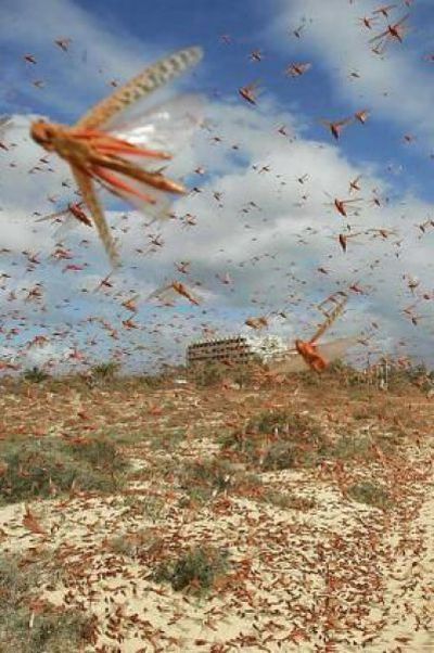Нападение насекомых (27 фото)