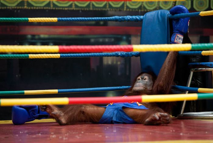 Боксерские бои орангутанов (14 фото)