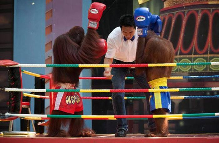 Боксерские бои орангутанов (14 фото)
