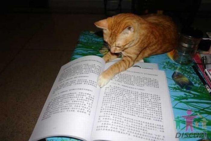 Читающий кот (14 фото)