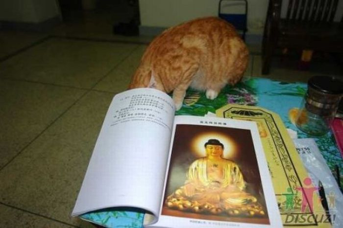 Читающий кот (14 фото)
