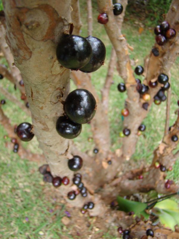 Джаботикаба - необычное дерево с плодами на стволе (10 фото)