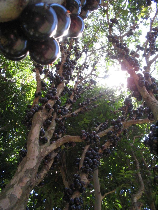 Джаботикаба - необычное дерево с плодами на стволе (10 фото)