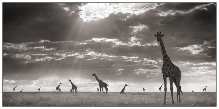 Красивая Африка (25 фото)