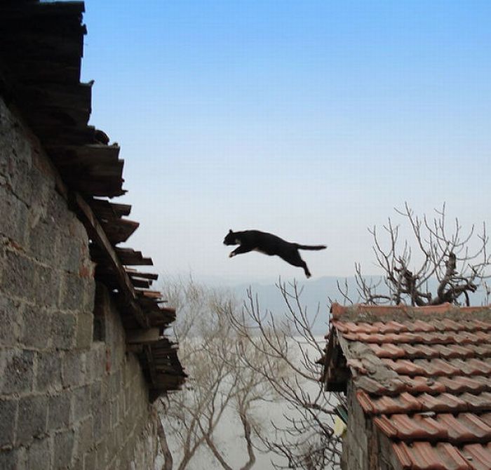 Прыгающие коты (58 фото)