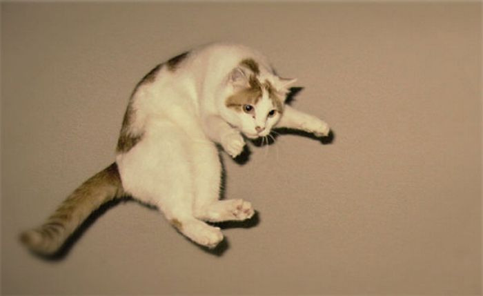 Прыгающие коты (58 фото)