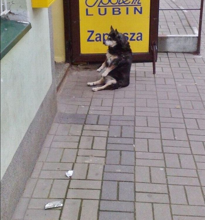 Собака, которая умеет сидеть как человек (4 фото)