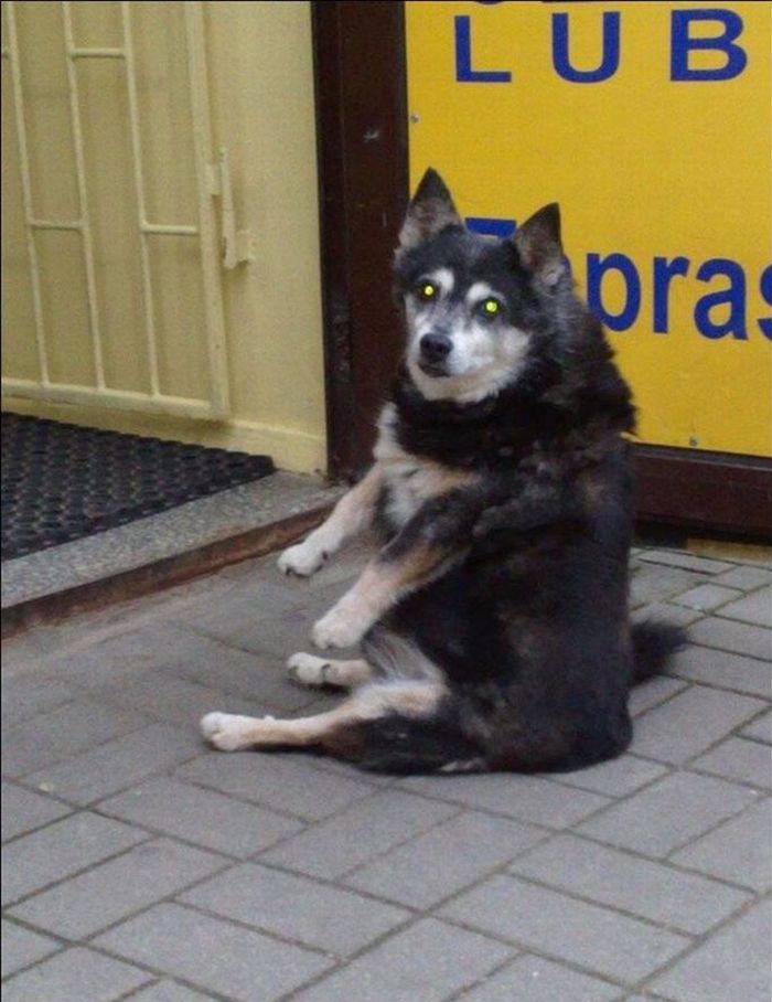 Собака, которая умеет сидеть как человек (4 фото)