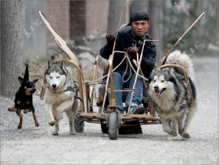 Хаски тягают сани в Китае (10 фото)