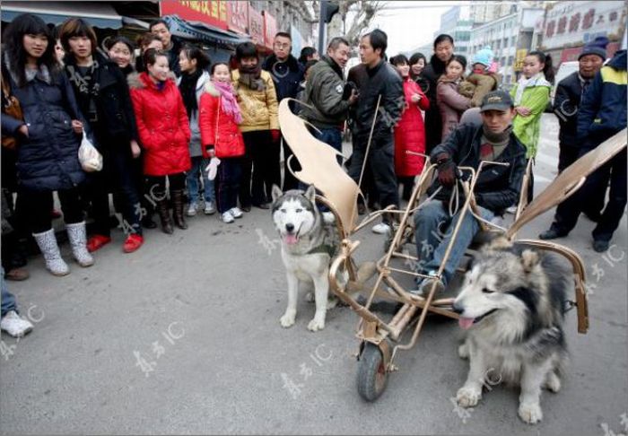 Хаски тягают сани в Китае (10 фото)