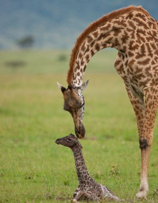 Первые минуты жизни маленького жирафа (8 фото)