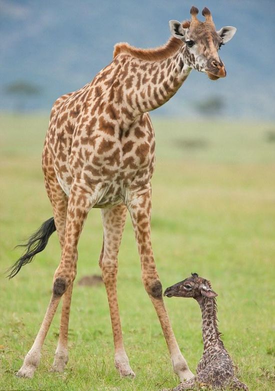 Первые минуты жизни маленького жирафа (8 фото)