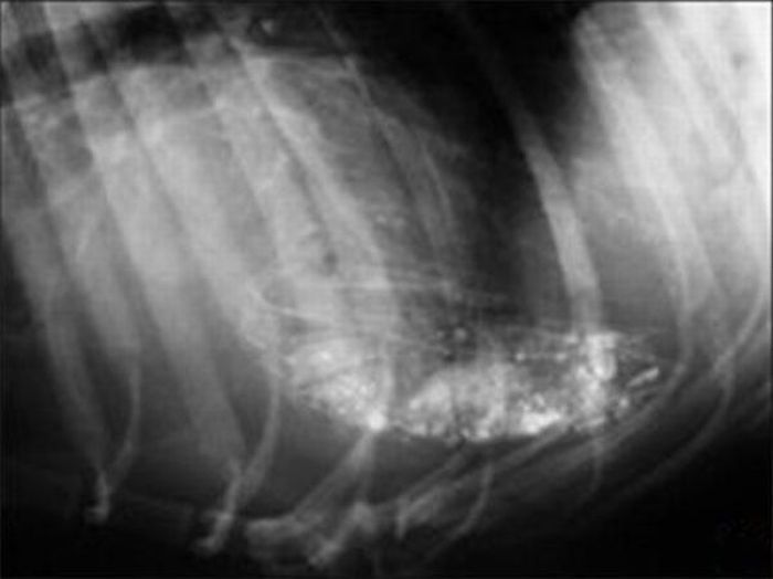 Что можно найти внутри собачьего желудка (16 фото)