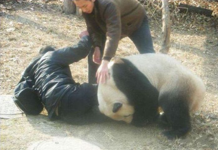 Смочь нападение. Панда нападает на человека. Нападение панды на человека. Панды нападают на людей. Нападение панды в зоопарке.