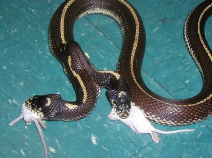 Двухголовые змеи (28 фото)